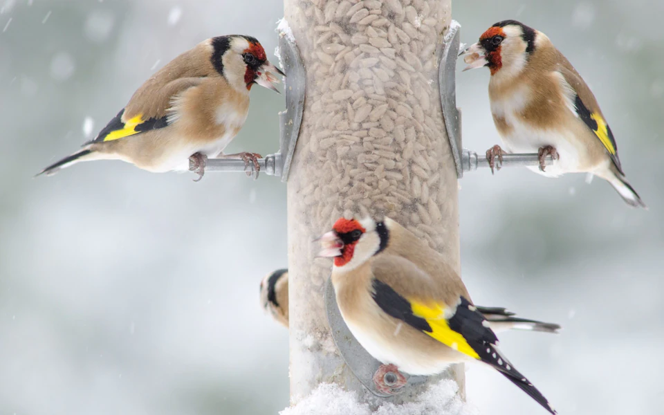 How to Feed Garden Birds This Winter: A Complete Guide